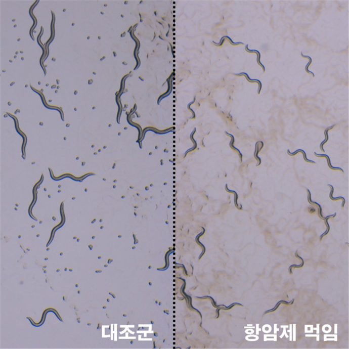 항암제가 예쁜꼬마선충의 성장과 생식에 미치는 영향 - KIST 제공